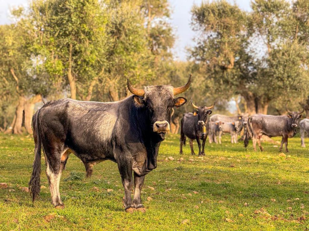 Masseria Pilano Crispiano 外观 照片